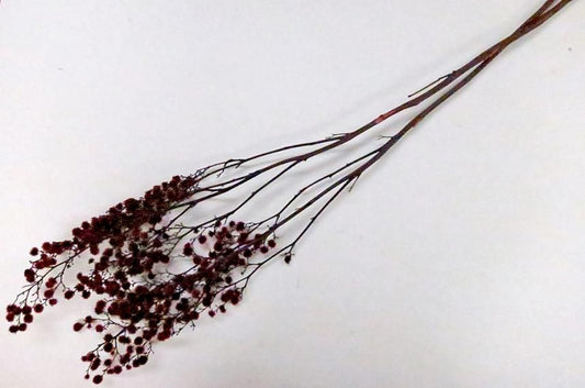 ストレンギア レッド 約40g