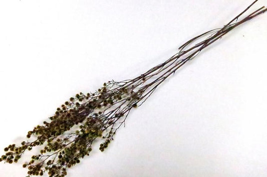 ストレンギア イエロー 約40g