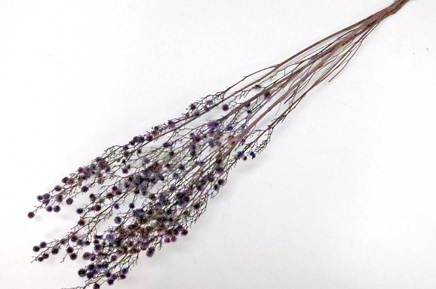 ストレンギア ムーブ 約40g