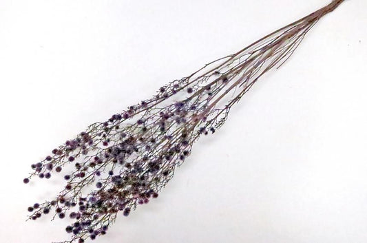 ストレンギア ムーブ 約40g