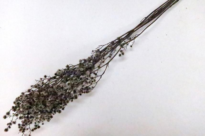 ストレンギア ナチュラル 約40g