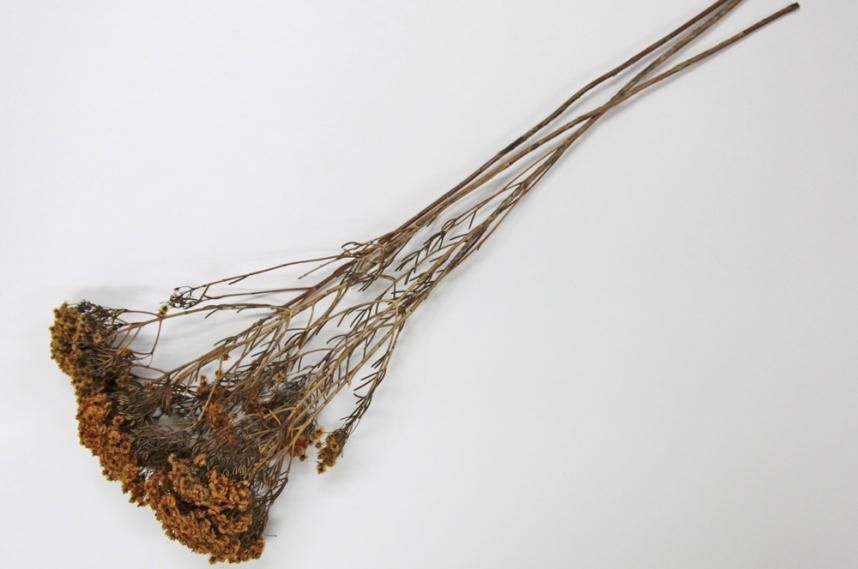 ニッテン オレンジ 約40g