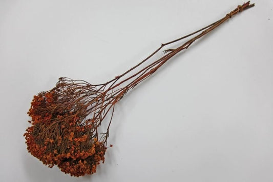 ニッテン マンゴー 約40g