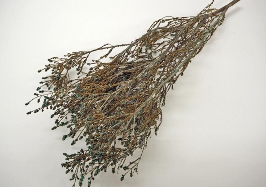 ショルツィア ブルー 約40g