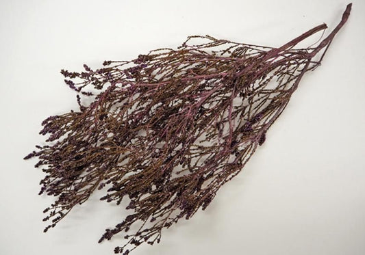 ショルツィア ムーブ 約40g