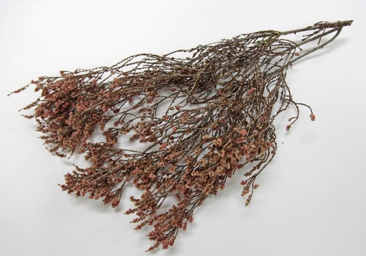 ショルツィア レッド 約40g