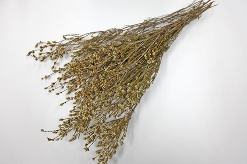 ショルツィア ナチュラルピンク 約40g