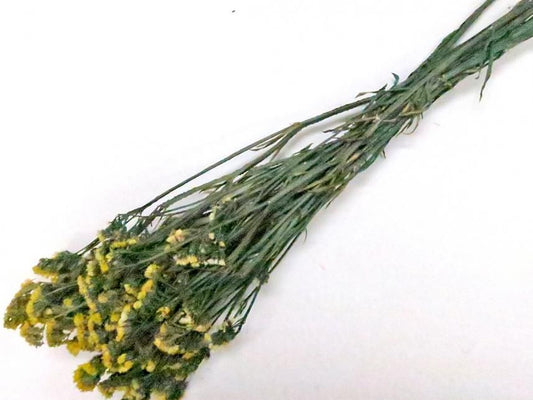 スターチス イエロー 約６０ｇ