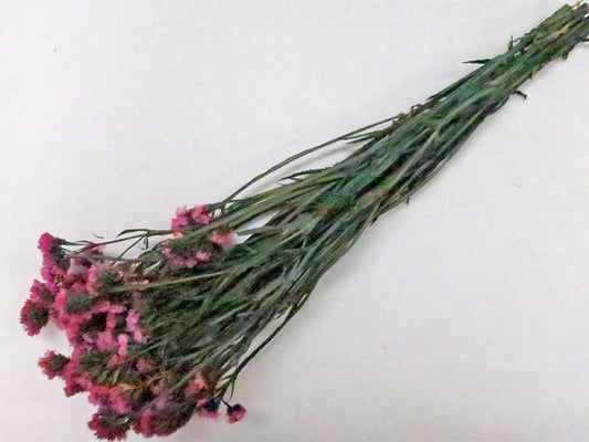 スターチス ピンク 約６０ｇ