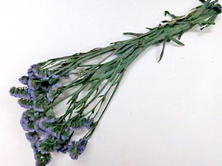 スターチス ムーブ 約６０ｇ