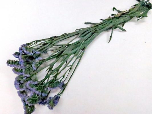 スターチス ムーブ 約６０ｇ