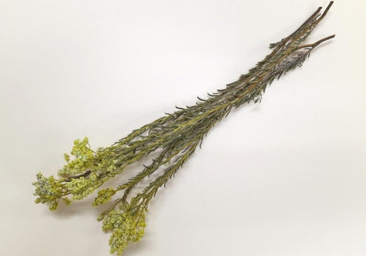 サゴ イエロー 約40g