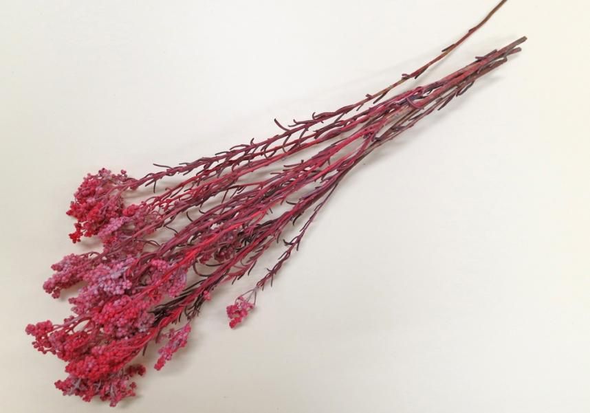 サゴ レッド 約40g