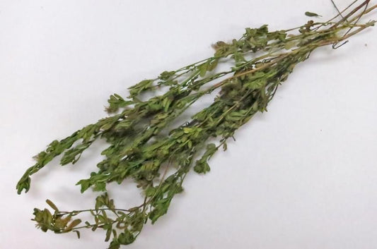 ケイパーズ グリーン 約40g