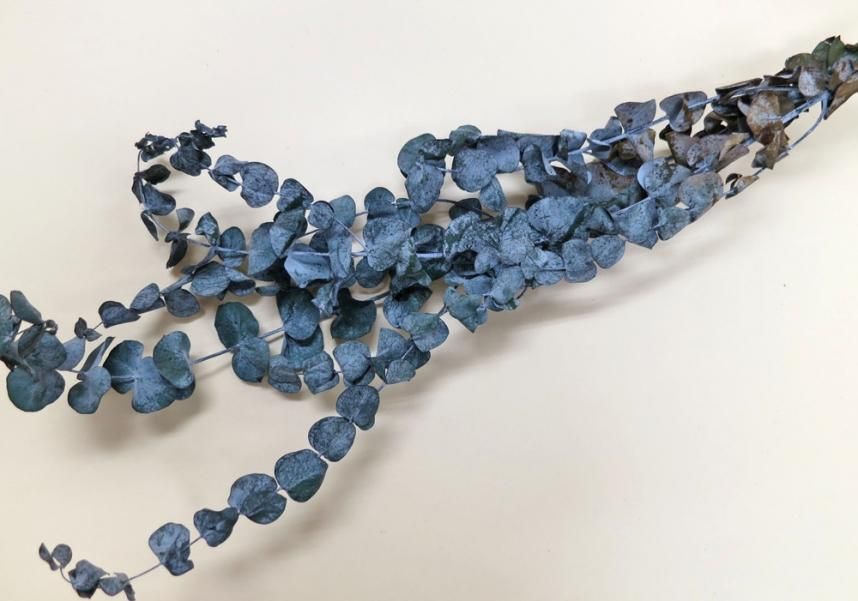 ユーカリパルパレンタ グリーン 約40g