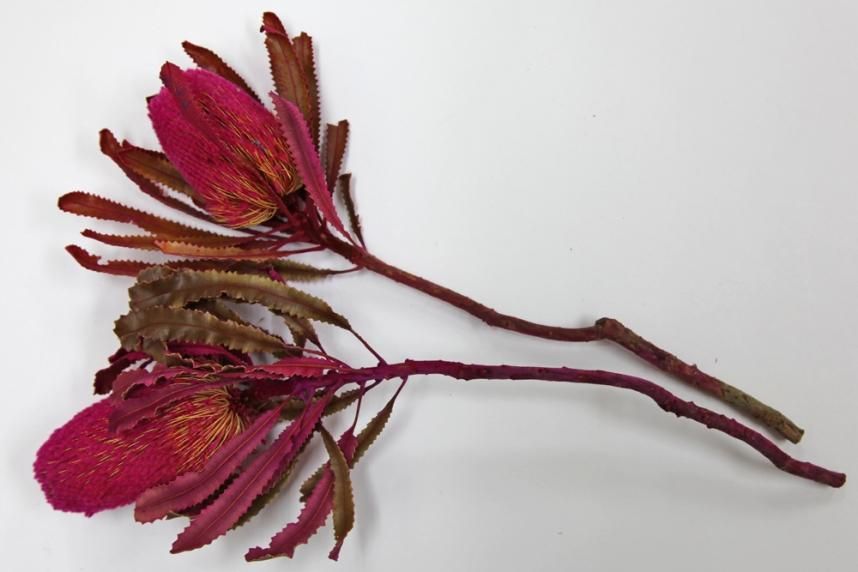 バンクシアバーディティー ピンク 2本