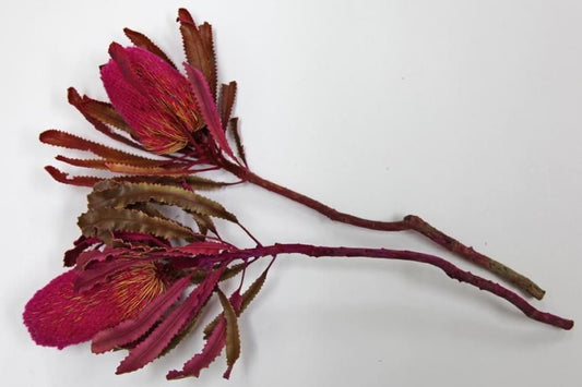 バンクシアバーディティー ピンク 2本