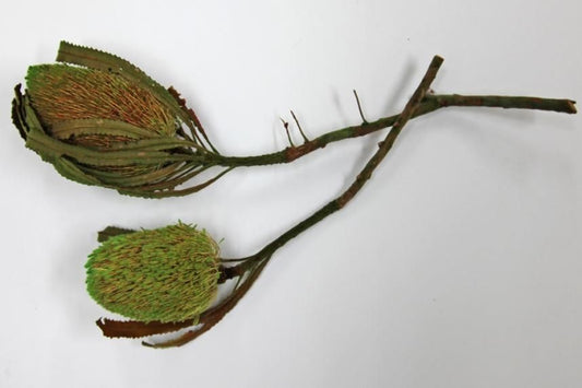 バンクシアバーディティー グリーン 2本