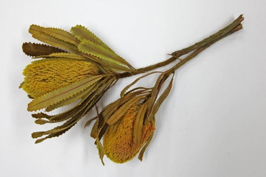 バンクシアバーディティー イエロー 2本