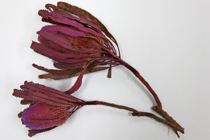 バンクシアバーディティー ムーブ 2本