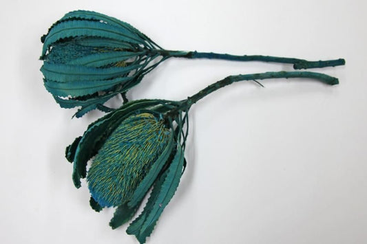 バンクシアバーディティー ブルー 2本