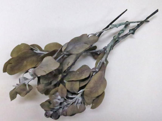 ユーカリテトラゴナナッツ ナチュラル 約６０ｇ