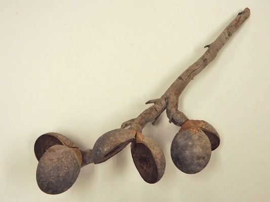 ピーチハケアナッツ ナチュラル １～２本