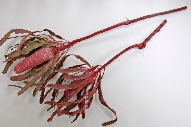 バンクシアプリノテキャンドル レッド 2本