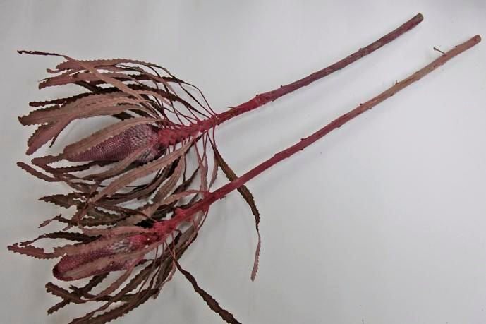 バンクシアプリノテキャンドル ピンク 2本