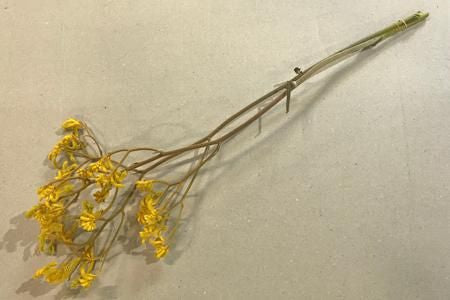 カンガルーポー イエロー 2本