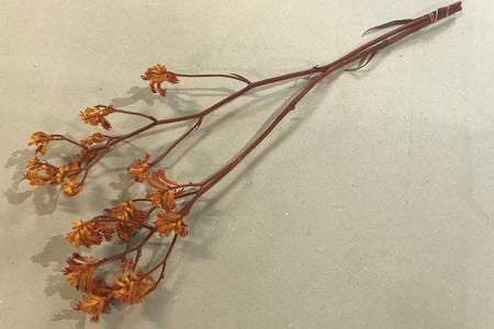 カンガルーポー オレンジ 2本