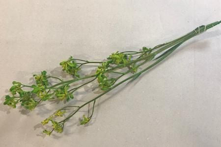 カンガルーポー グリーン 2本