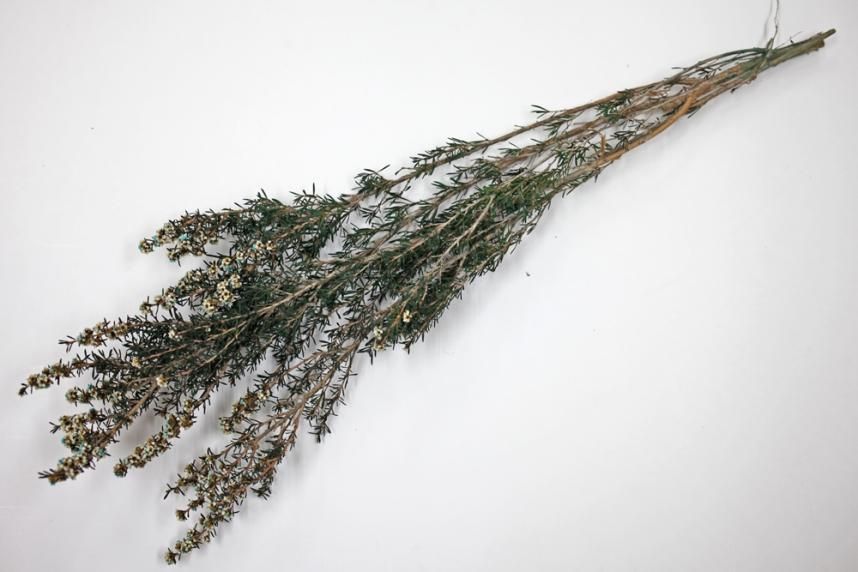 ティートゥリーコルサ ナチュラル 約50g