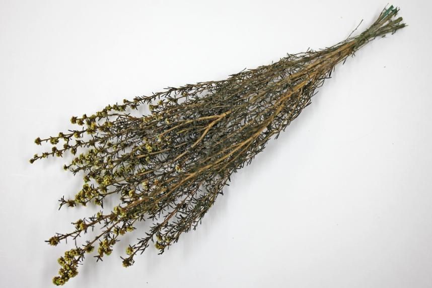 ティートゥリーコルサ イエロー 約50g