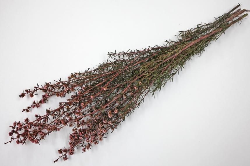 ティートゥリーコルサ ピンク 約50g