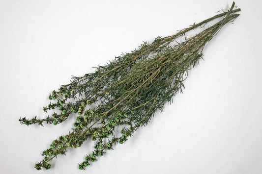 ティートゥリーコルサ グリーン 約50g