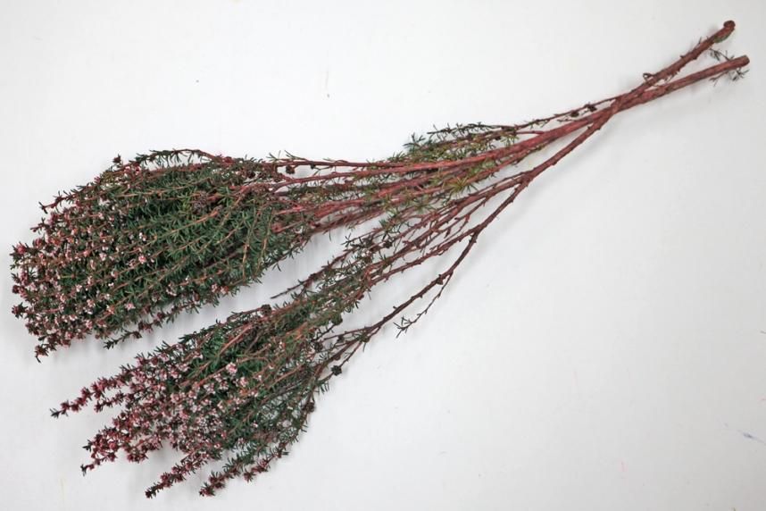 ティートゥリーファイン レッド 約40g