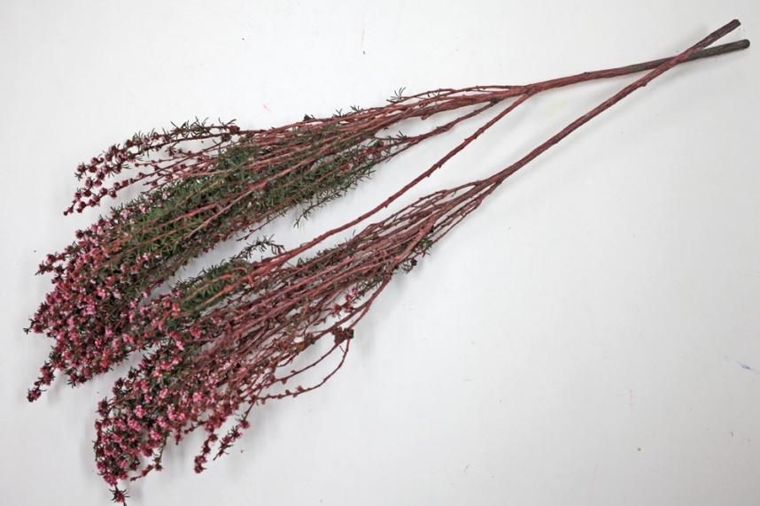 ティートゥリーファイン ピンク 約40g